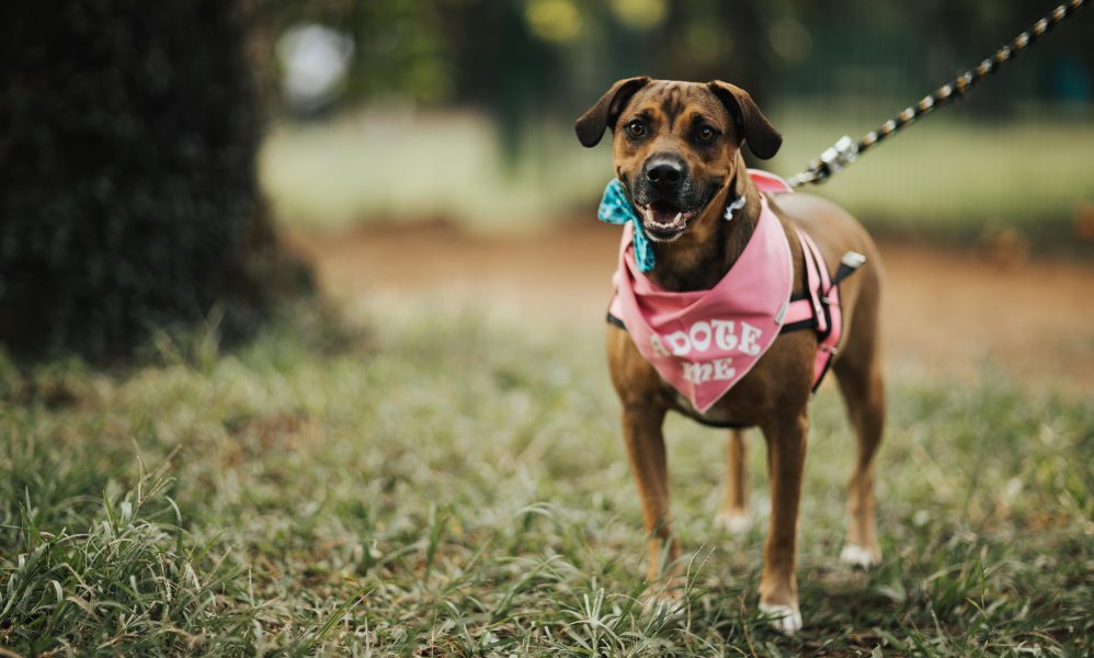 how to sew a dog bandana