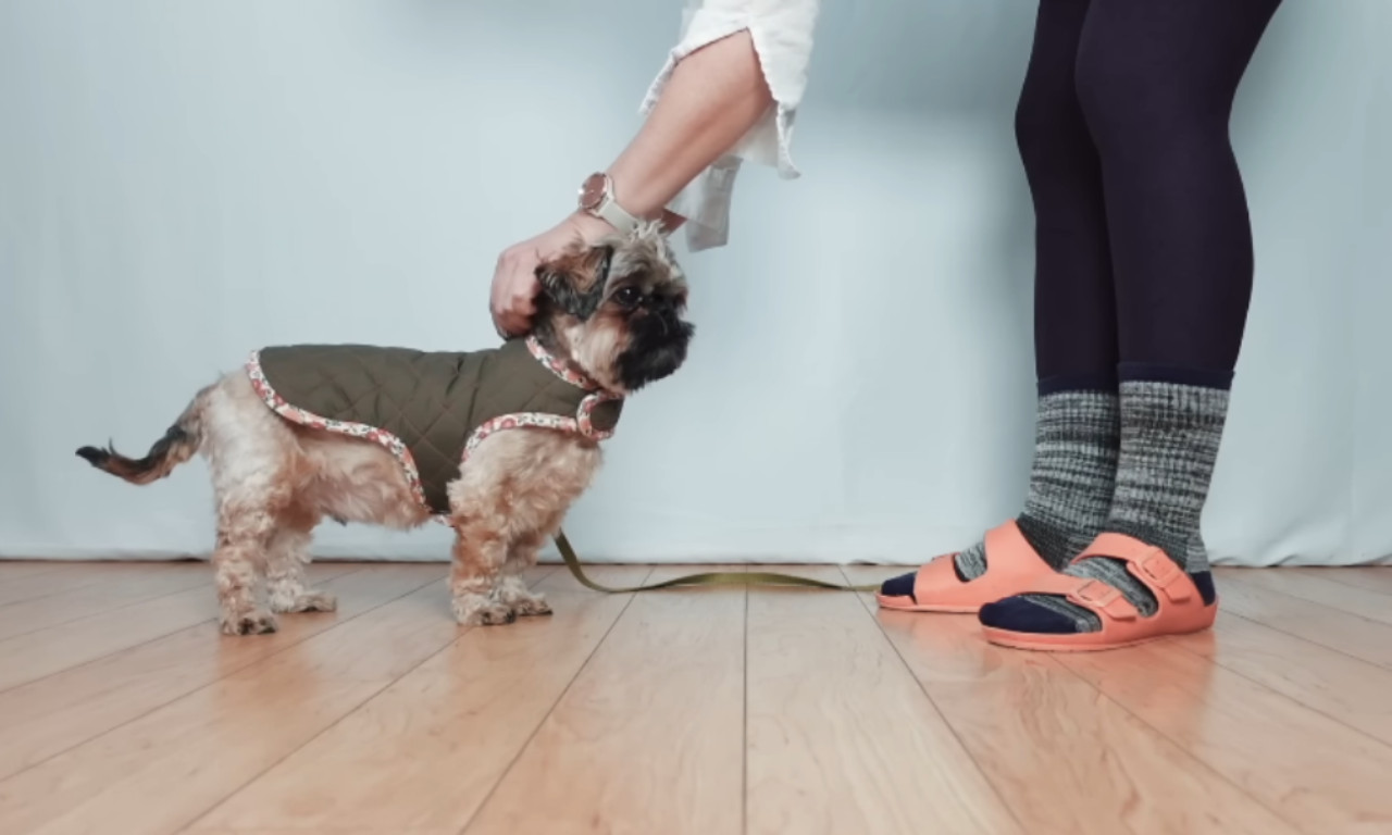 A small dog wearing a handmade quilted coat with floral trim, standing indoors while a person adjusts the fit around its neck.