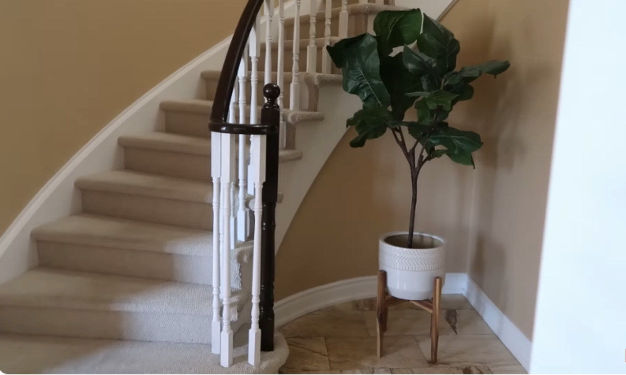 A photo showing a section of a curved staircase with beige carpeted steps. The banister has been recently updated, featuring white spindles and a dark brown railing and newel post. The surrounding walls are painted a solid beige. A large Fiddle-Leaf Fig plant in a white, patterned planter on a light wood stand sits underneath the curve of the staircase.